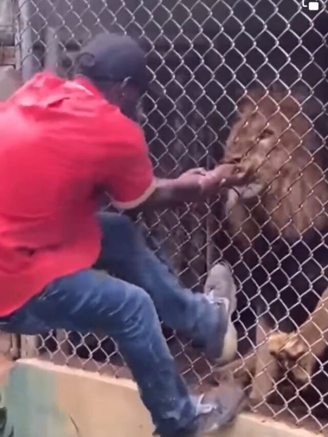 Lion chopped off zookeeper finger After Teasing It Through Cage.
